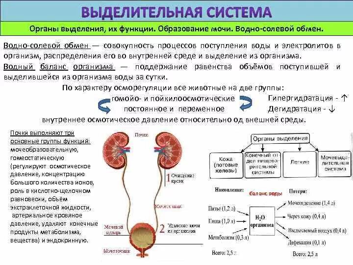 Выделение мочи какой орган. Строение выделительной системы и их функции. Схема регуляция органов выделения. Система органов выделения таблица. Строение системы органов выделения.