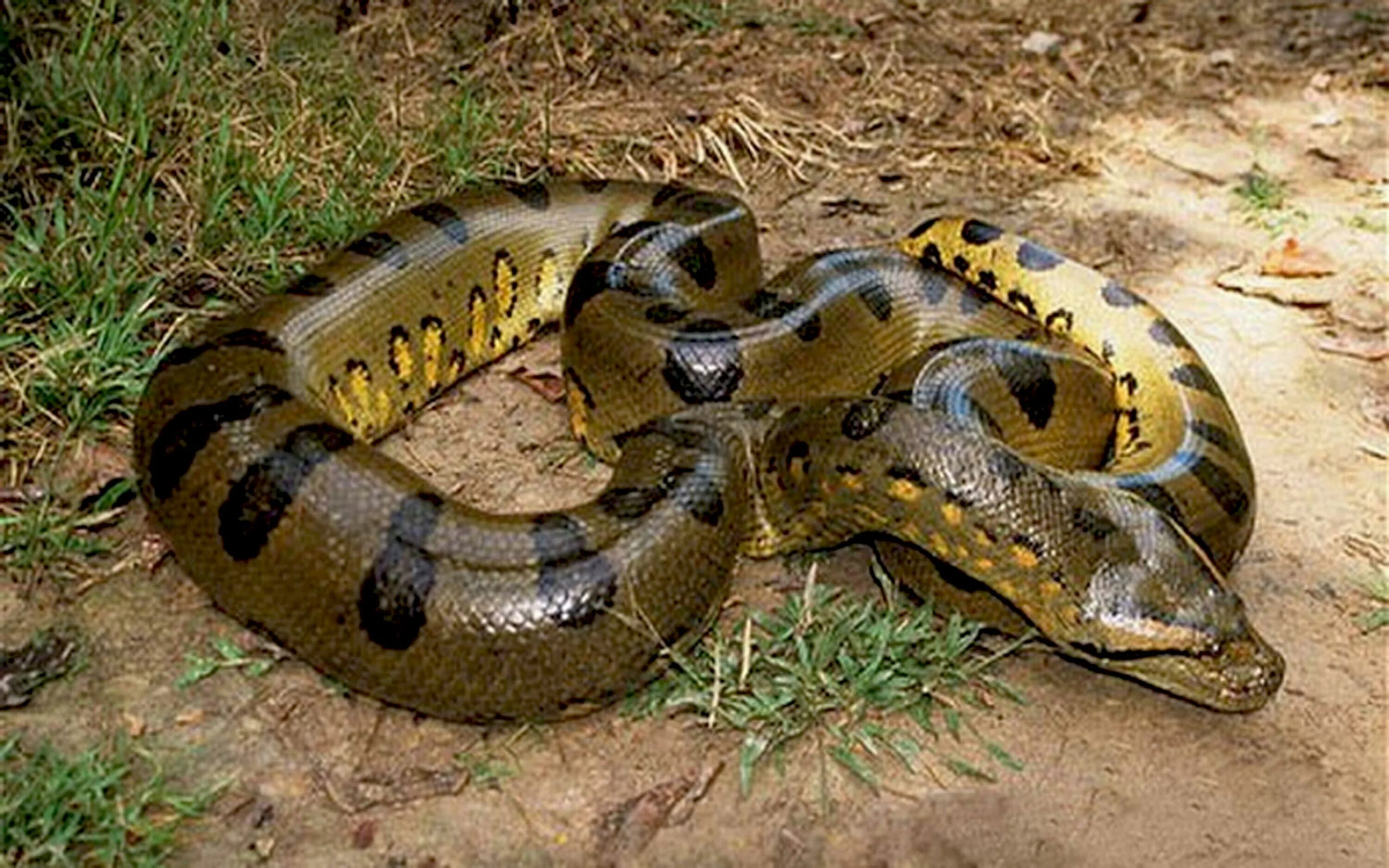 Анаконда змея. Зеленая Анаконда (eunectes murinus). Анаконда в Амазонке. Водяной удав Анаконда. Сам большие змеи