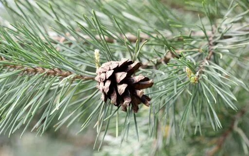 Ветка сосны с шишками фото