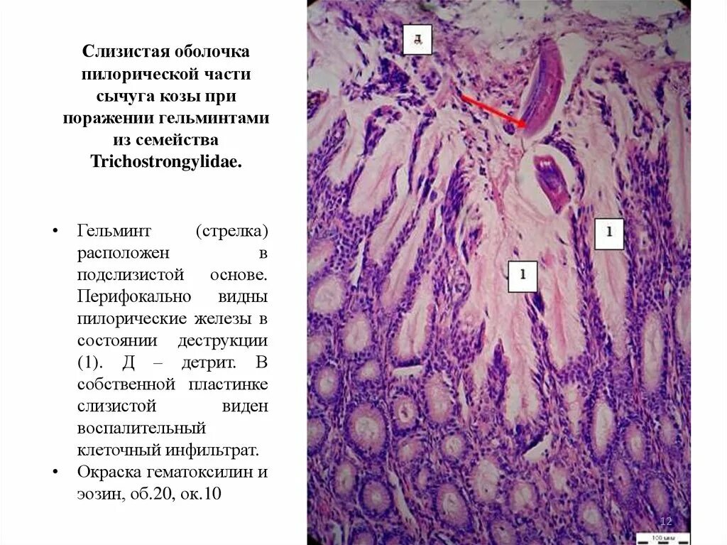 Пилорическая часть сычуга. Слизистая оболочка рубца. Слизистая рубца