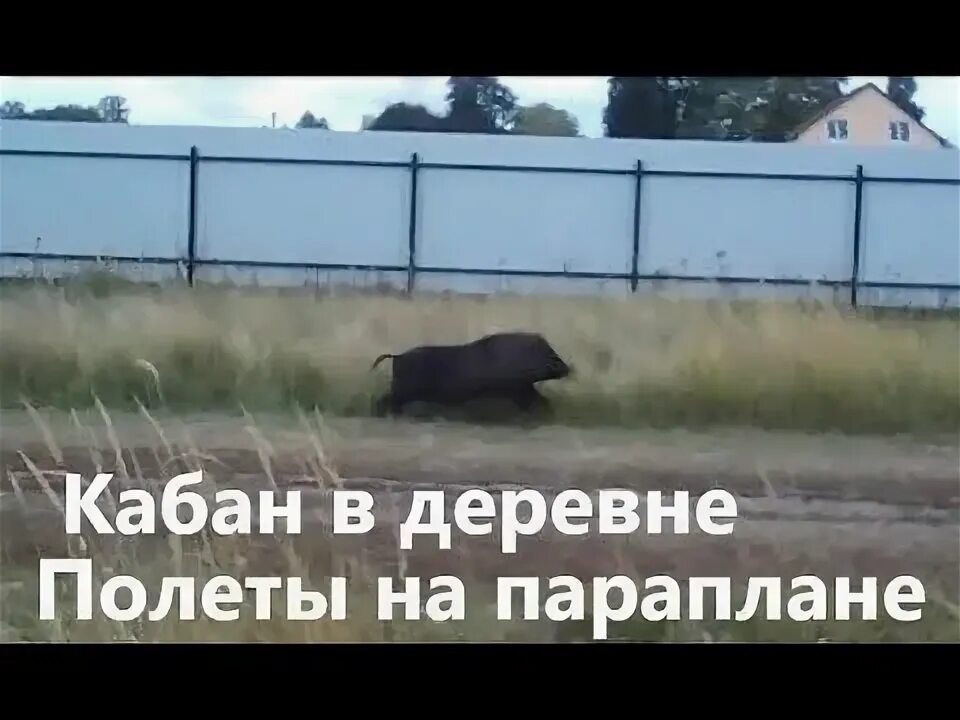 Кабаны в нижегородской области. Кабан в деревне. Ишкарово илишевский район. Кабанов деревня. Ярославль деревня староселово жители.