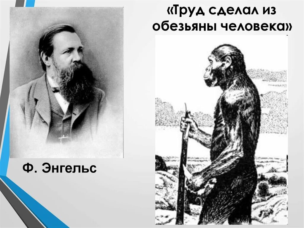 Труд создал из обезьяны человека. Труд сделал обезьяну человеком. Роль труда в процессе превращения обезьяны в человека.