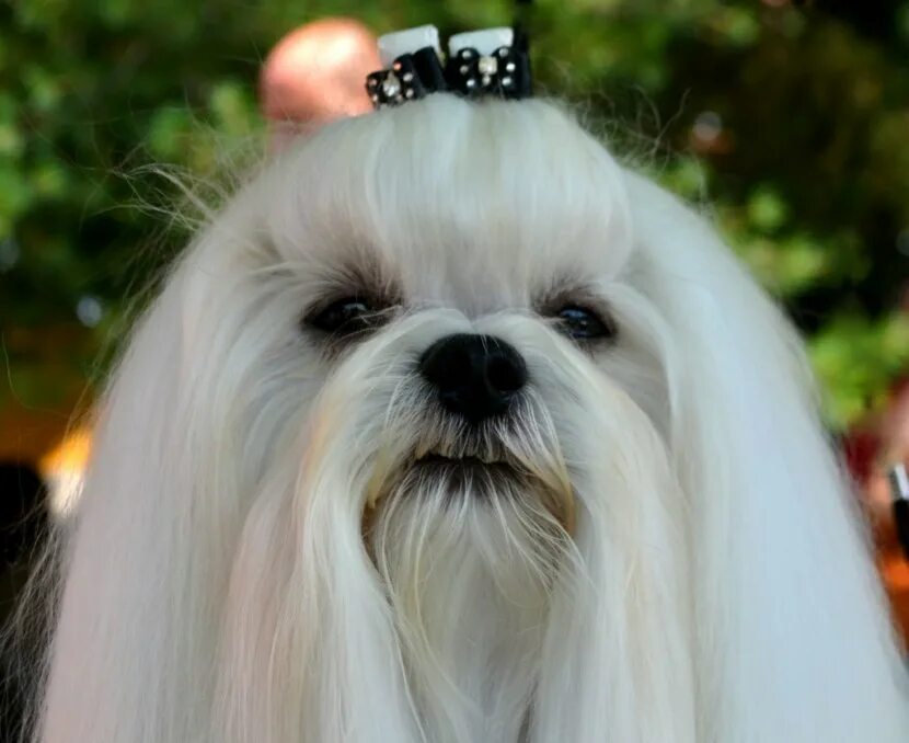 Мальтийская болонка мальтезе. Мальтийская болонка teacup. Стрижка мальтезе. Мальтийская болонка мальтезе. Баллон собака.