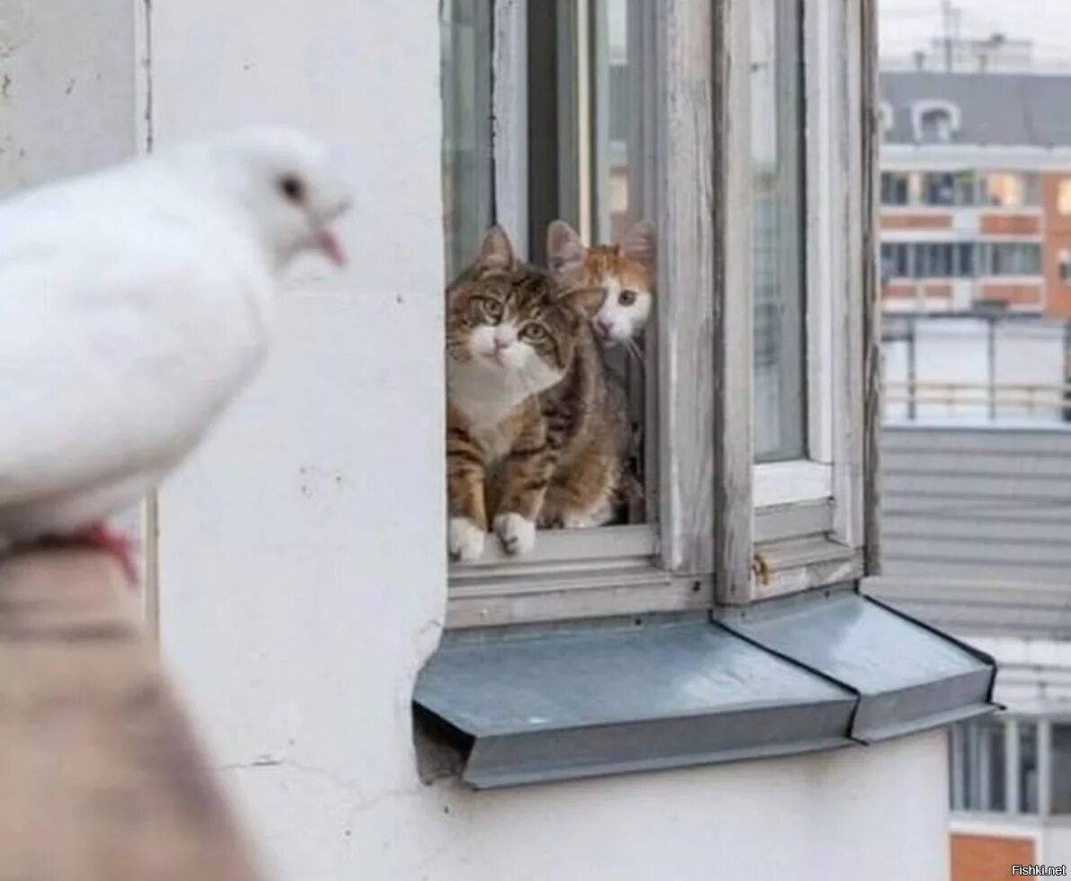 К чему снится голубь в окне. Кот психолог. Спасли голубя от кошки. Котик психолог. Кошачий психолог.
