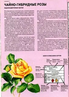 Биология описание розу