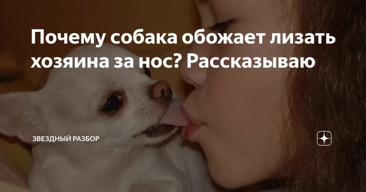 Почему собака облизывает человека. Почему собаки лижутся хозяина. Почему собака вылизывает хозяина. Почему собаки облизывают своих хозяев. Почему собака лижет нос.