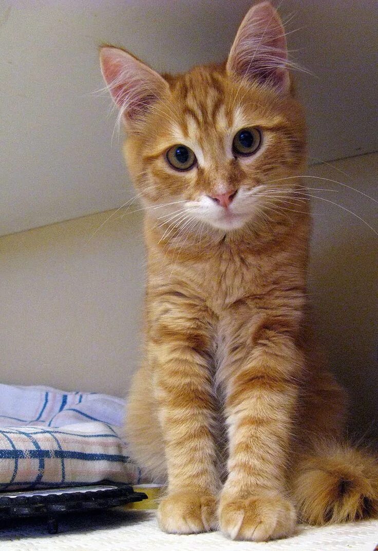 Рыжий кот в полоску. Котик полосатый рыжий. рыжий котенок гладкошерстный. беспородные рыжие коты. беспородные рыжие котята.