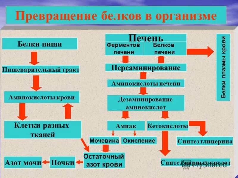 Преобразование белка. Схема превращения белков в организме человека. Превращение белков пищи в организме. Преобразование белков в организме. Преврощение Белуов в организм.