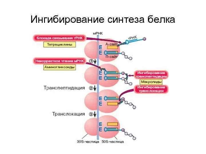 Антибиотики ингибиторы синтеза белка. Антибиотики ингибирующие Синтез белка. Антибиотики ингибиторы синтеза белка механизм. Антибиотики – ингибиторы синтеза белков. Ингибиторы белка