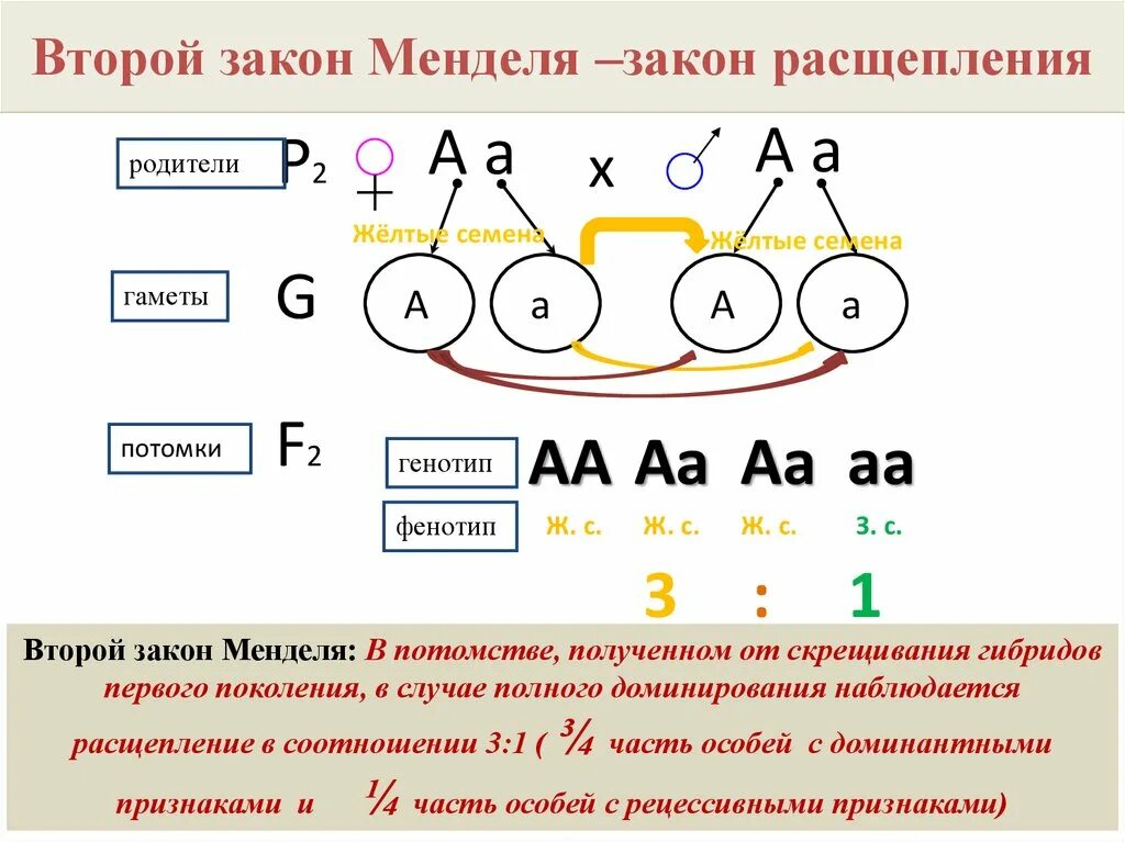 Определите какими могут быть генотипы второго родителя. Второй закон Менделя закон расщепления. Соотношение особей по генотипу 3 закона Менделя. Второй закон Менделя схема расщепления. Схема скрещивания 1 закон Менделя.