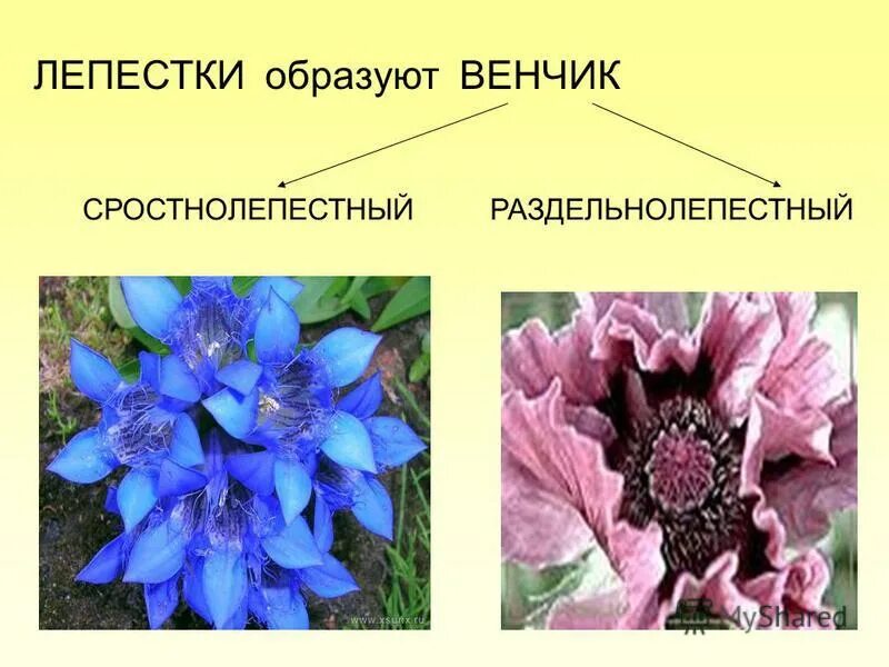 Венчик цветка образован. Строение чашелистика. Венчик образуют. Тип венчика у тюльпана. Венчик образуют.