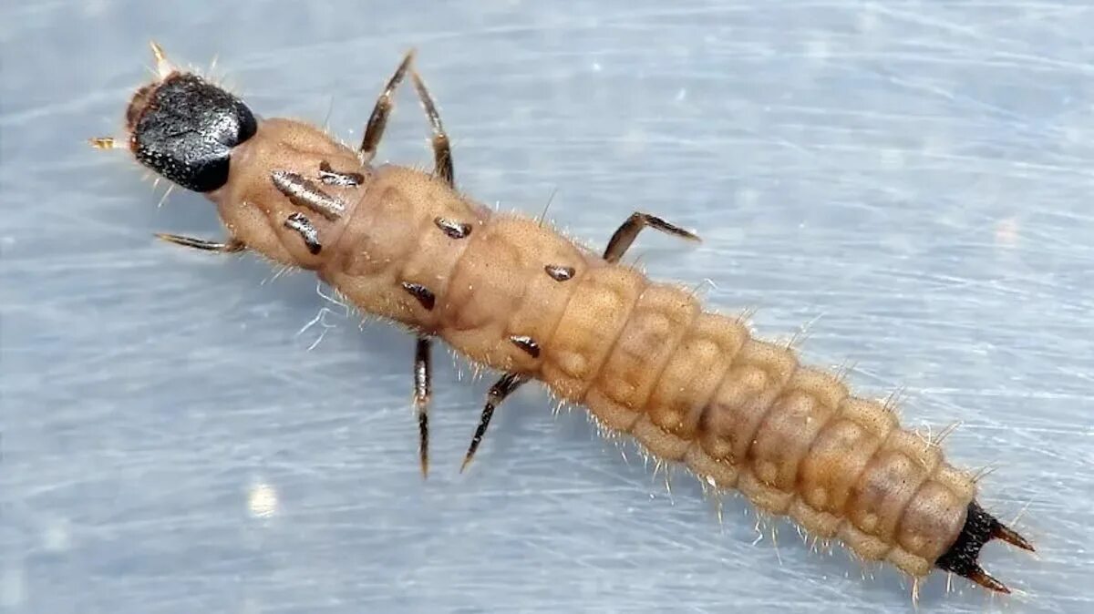 Личинка жука Пестряка. Личинка жука мягкотелки. Жук ЛАРВА насекомое.