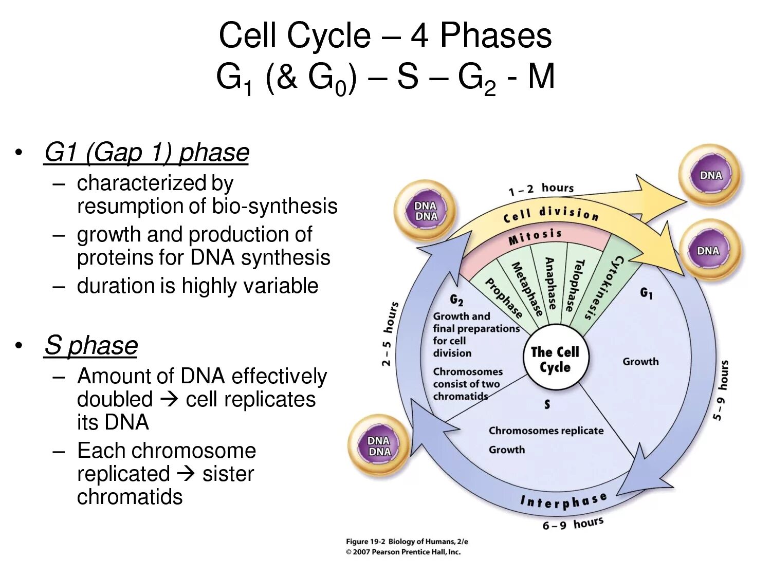 G1 phase Cell. G1 фаза клеточного цикла. G1 s g2 клеточный цикл. Cell Cycle phases.