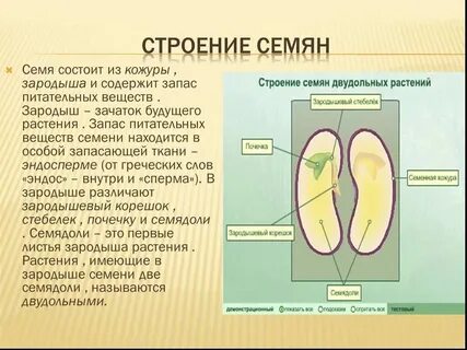 Зародыш не содержит