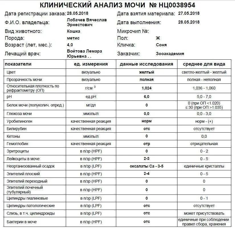 Анализ мочи эпителий плоский норма. Анализ мочи эпителий норма у мужчин. Эпителий в моче норма. Анализ мочи почечный эпителий норма.