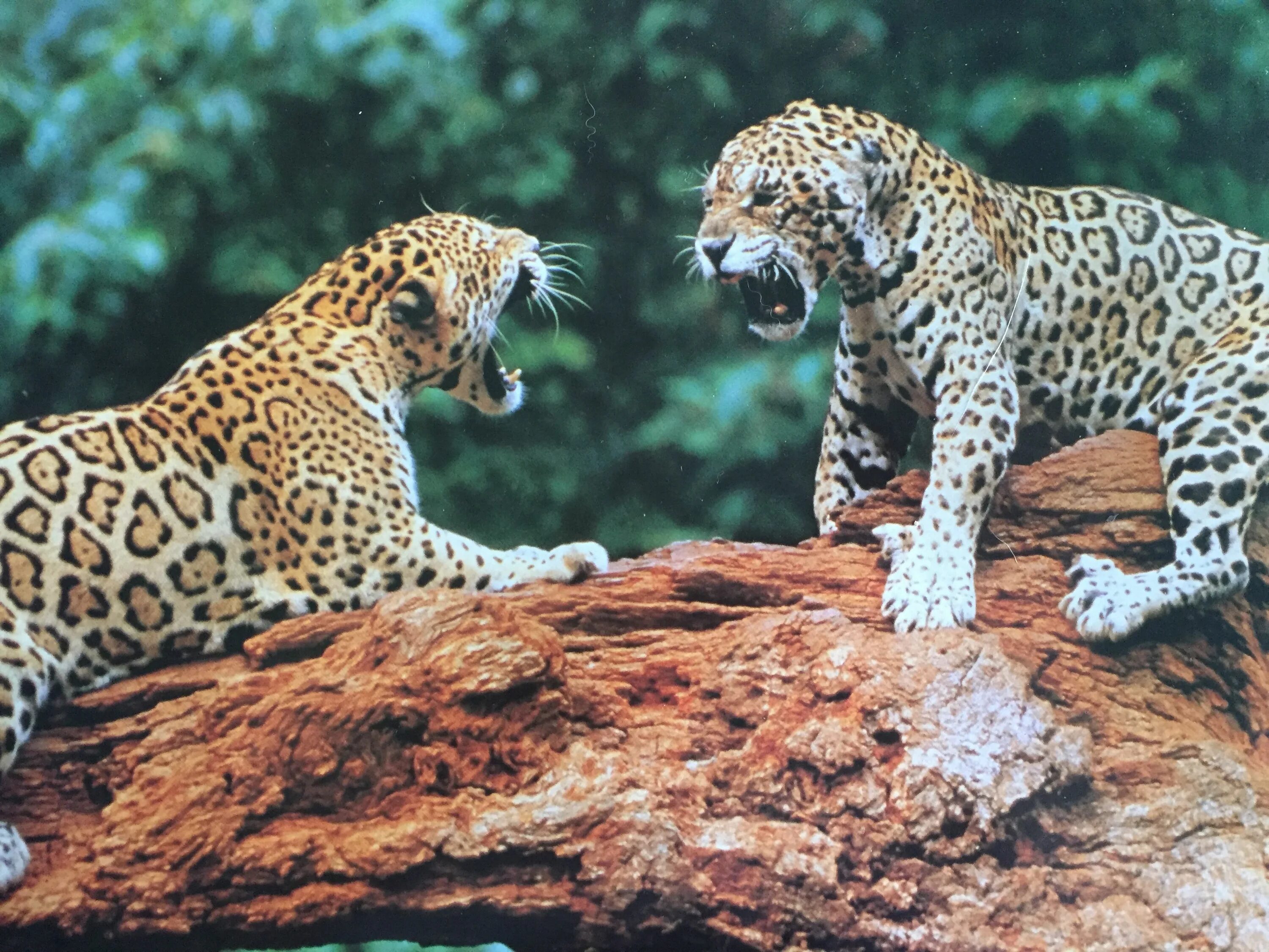 Leopard vs