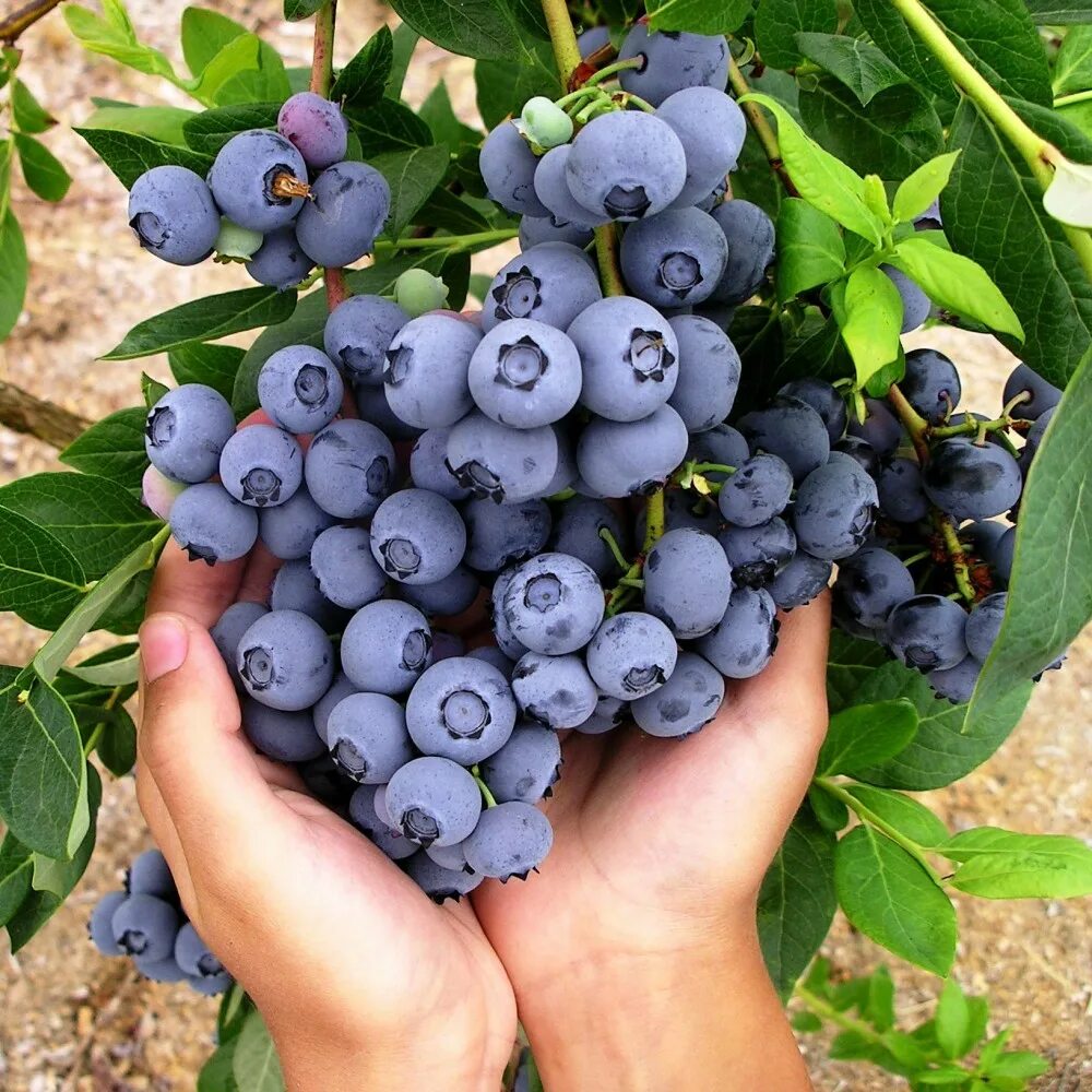 Самые вкусные сорта голубики. Голубика сорт Дюк. Голубика Блюкроп. Голубика высокорослая Блюкроп. Голубика высокорослая Дюк.