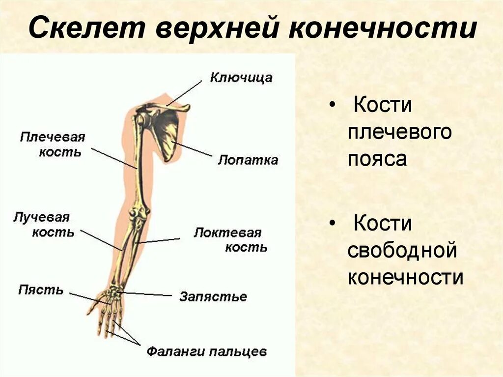 Скелет свободных конечностей отделы. Строение скелета верхней конечности (отделы и кости). Строение скелета верхней конечности человека. Кости составляющие скелет свободной верхней конечности. Скелет верхних конечностей плечевого плечевого пояса.