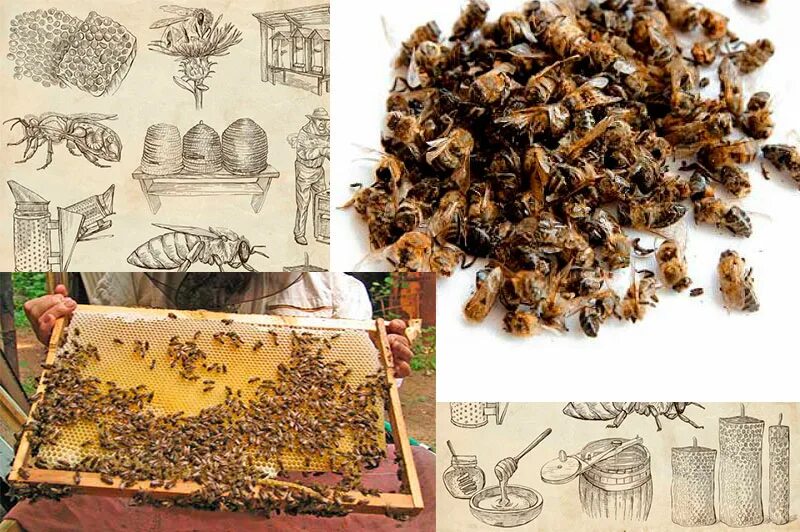 Хитозан пчелиный капли купить. Хитозан пчелиный. Хитозан продукт пчеловодства. Хитозан пчелы. Хитозан в пчелиной продукции.