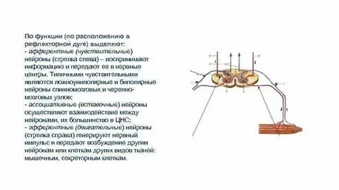 Функции чувствительного нейрона рефлекторной дуги