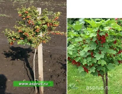 Поставь смородину