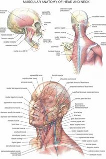 Head neck