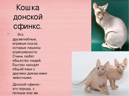 Клички для кота сфинкса