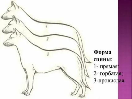 Пороки собак