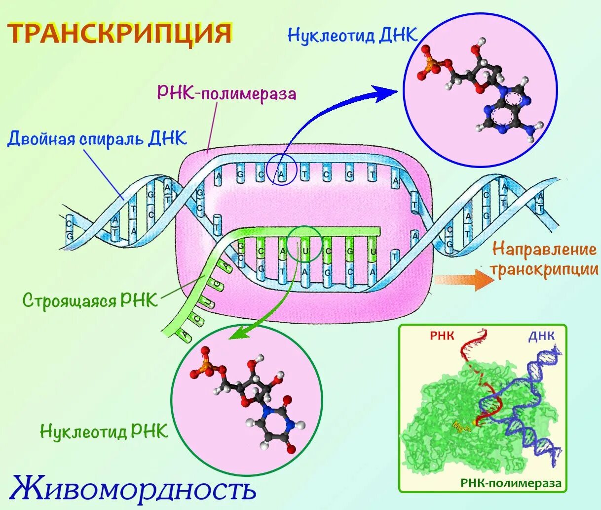 На какой днк синтезируется рнк. Схема транскрипции синтеза белка. транскрипция рнк схема. процесс транскрипции в биологии. схема процесса транскрипции.