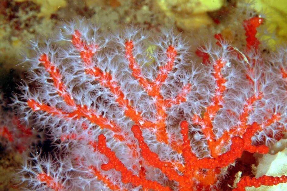 Благородный коралл Corallium rubrum. Мшанки Кембрий. Corallium rubrum (Кораллиум рубрум) коралл красный. Узкоротые мшанки.