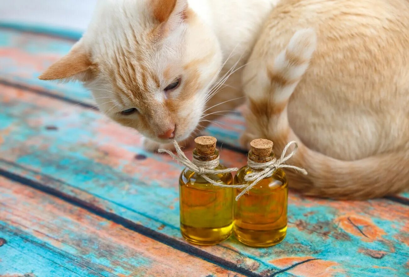 Можно ли котам масло