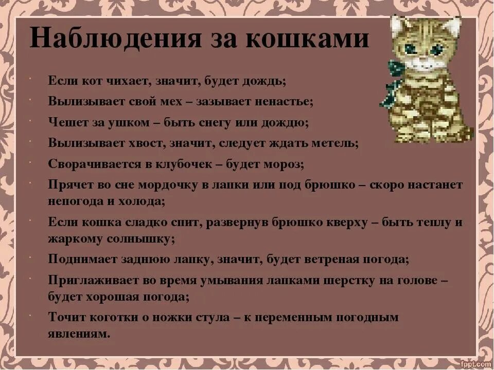 Почему кошка чихает часто