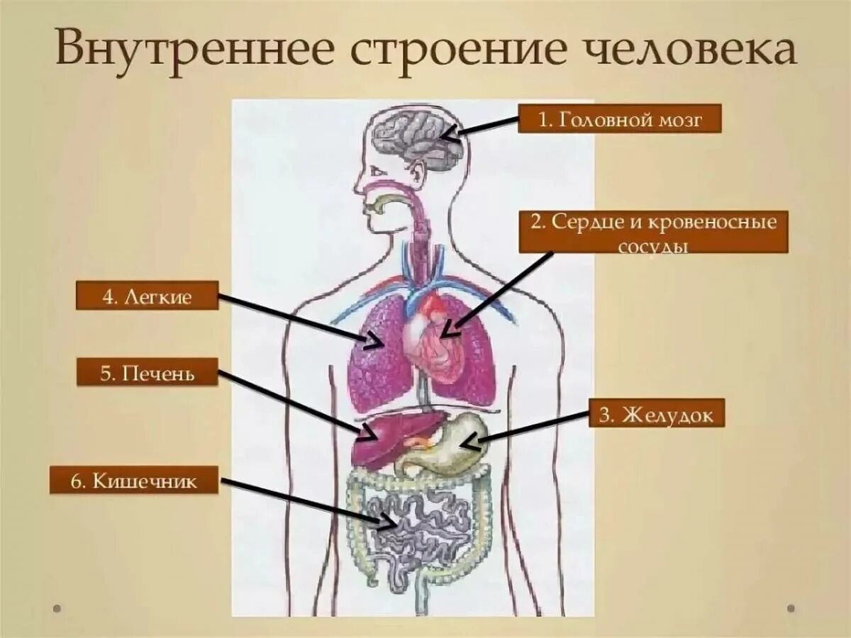 Тело человека органы 4 класс окружающий мир. Строение человека. Строение органов человека. Внутреннее строение тела человека. Структура человека внутри.