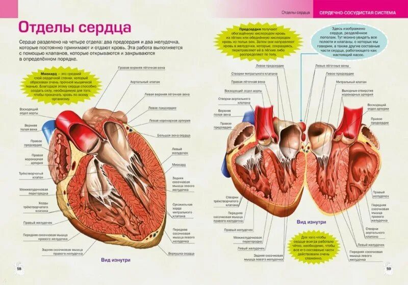 Сердце человека отделы