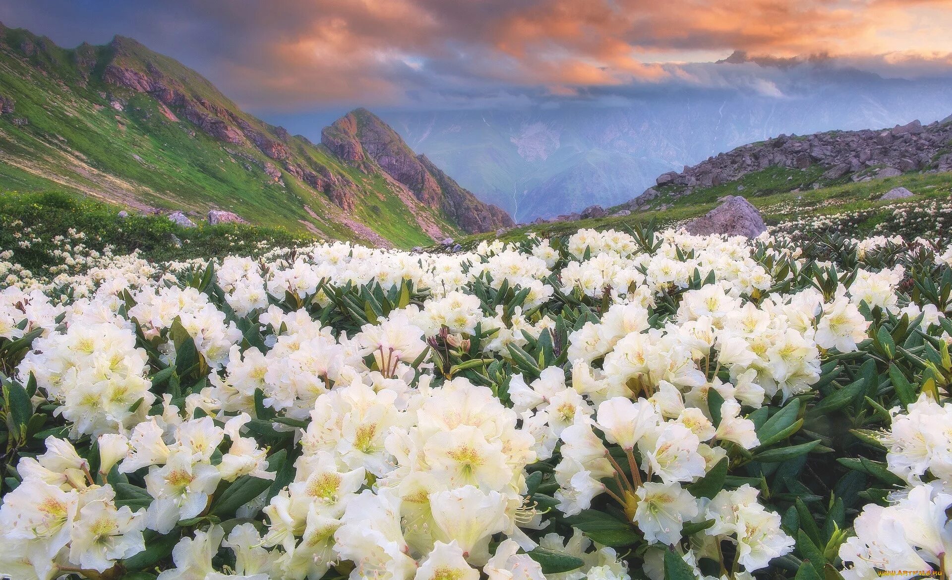 Северная осетия цветы. Рододендрон в Северной Осетии. Альпийские Луга Северной Осетии. Рододендрон Тибет. Рододендрон белый горный.