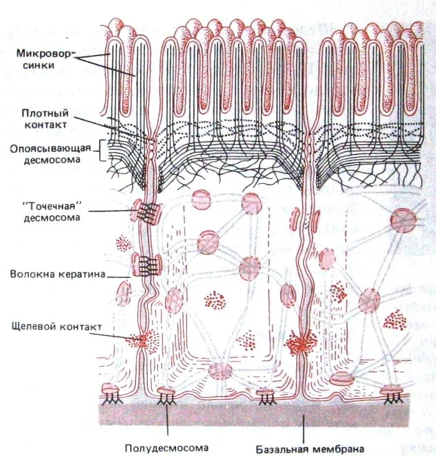 Схема строения межклеточных контактов. Межклеточные контакты эпителиальных клеток. Схемы строения межклеточных контактов разных типов. Схема строения межклеточных контактов гистология.
