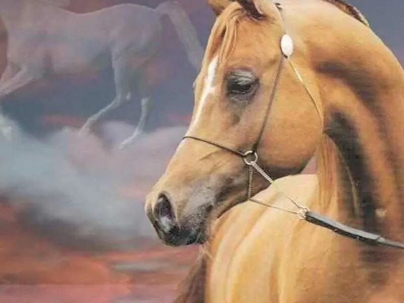 Стих про белую лошадку. Сновидение видеть лошадь. Майли сайрус на лошади. Лошадь во сне незамужней. Принц на белом коне.