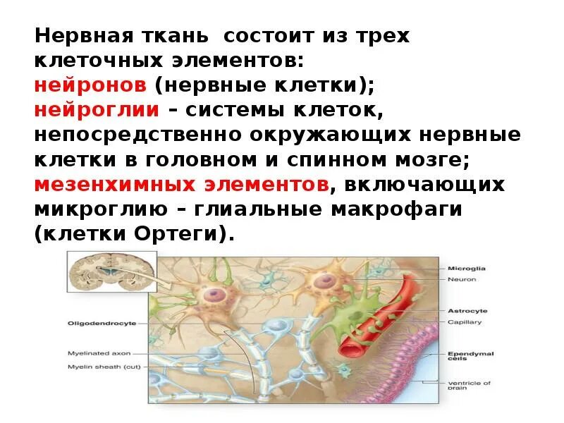 Клетки нейроглии в спинном мозге. Глиальные клетки спинного мозга. Ткани нервной системы. Нервная ткань состоит зи.