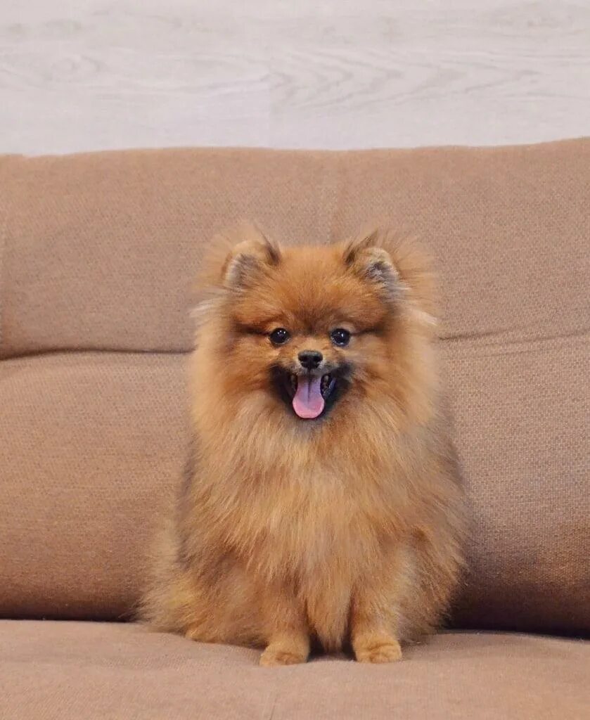 померанский шпиц 1 год. чистокровный померанский шпиц. шпиц 1 год. шпиц померанский медвежьего типа 1 год. померанский малый шпиц 1год персик.