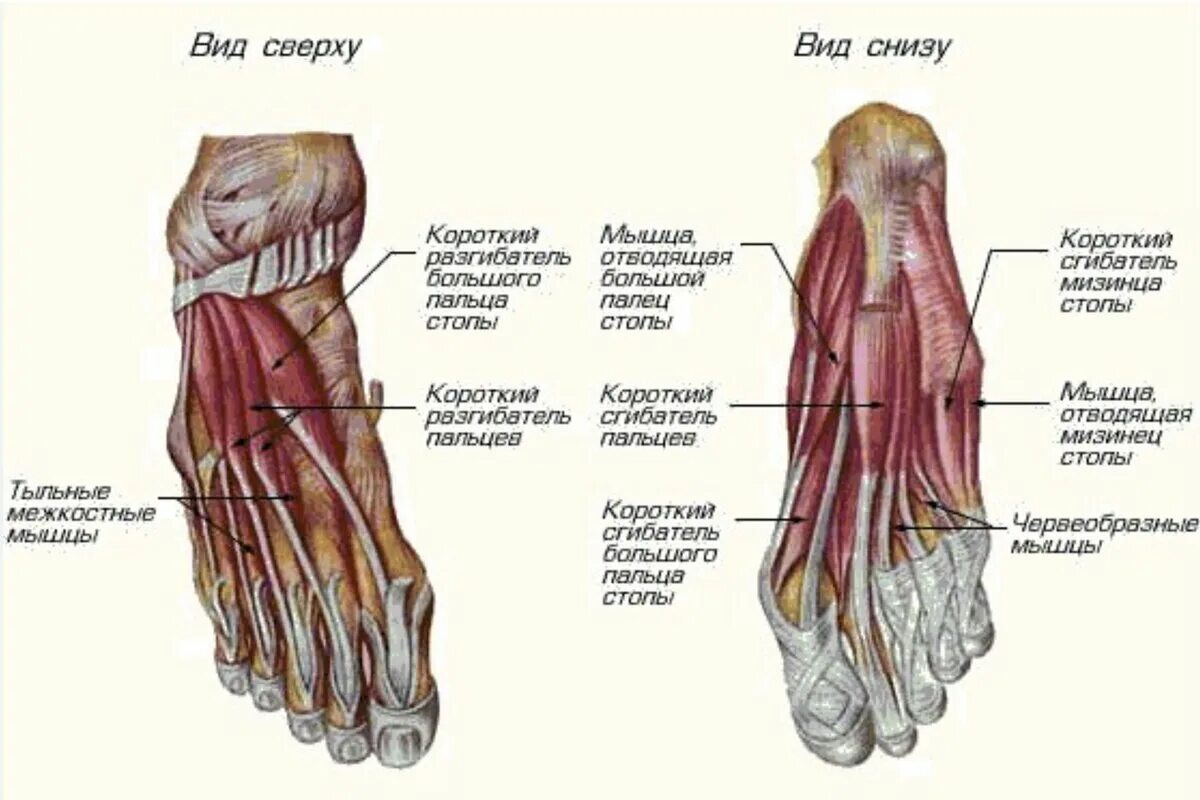 Сверху кожа снизу. Мышцы стопы анатомия подошвенная. Мышцы стопы снизу анатомия. Анатомия стопы человека мышцы и связки. Стопа анатомия строение мышцы.