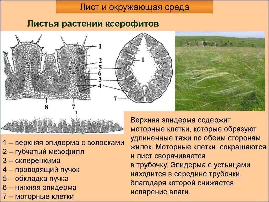 Какие клетки образуются листовую пластинку. Строение листовой пластинки ксерофитов. Склерофиты срез листа. Ксерофиты строение листа. Анатомическое строение листа ксерофитов.