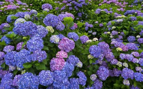 Perfect flower