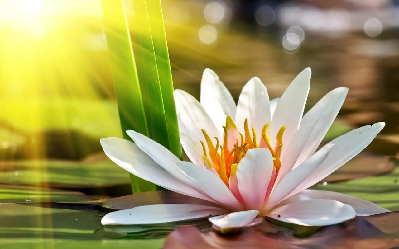 цветок чистоты. харпер белый лотос. цветок чистоты. лотус цветок белый. белый лотус тайский.