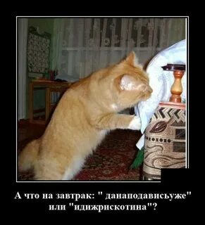 Дома дальше все пошло