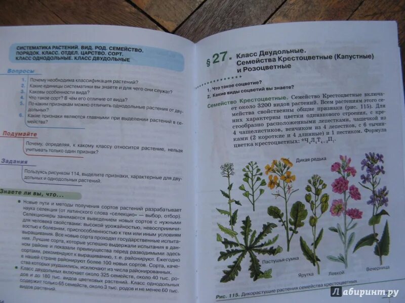 Биология 6 класс параграф 27 Пасечни. 6 Класс Пасечник в.в. «биология. Многообразие растений»;. Параграф 27 биология 6 класс Пасечник. Биология 6 класс Пасечник 6 параграф.