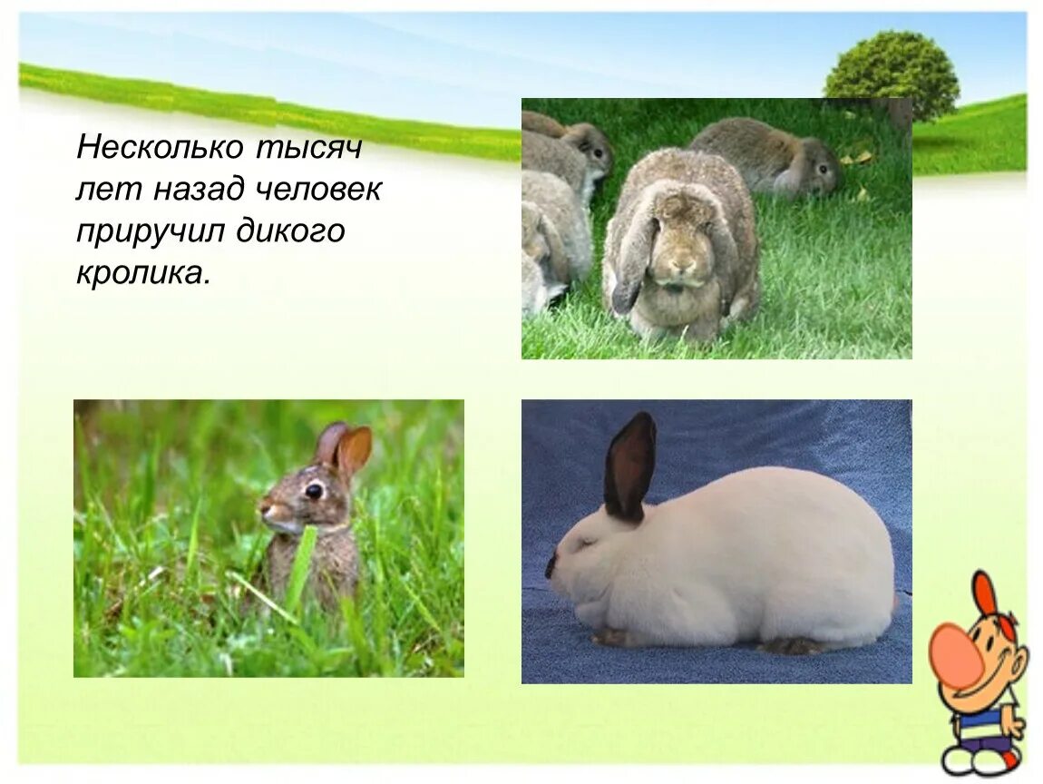 Проект про 1 животного. Проект про домашних животных. Домашний кролик интересные факты. Сообщение о кролике. Презентация домашнее животное.