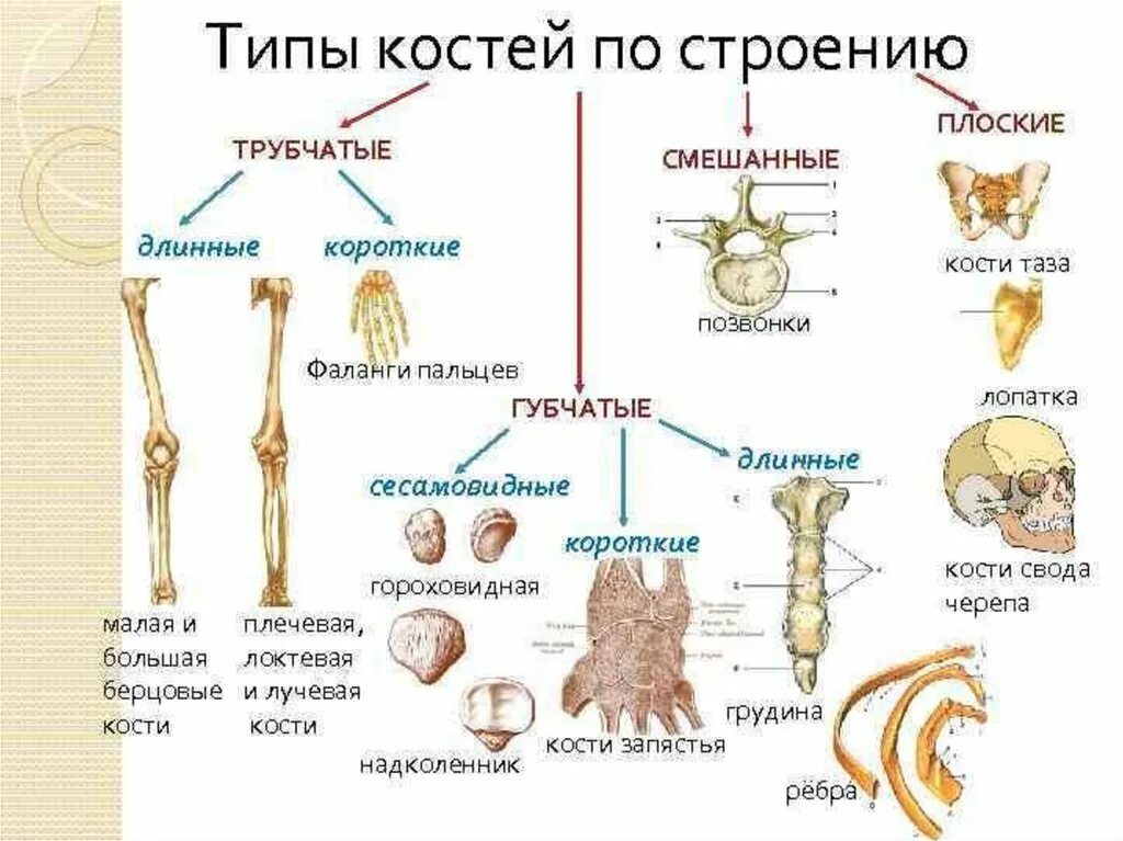 Скелет человека трубчатые кости. Классификация костей схема трубчатые губчатые плоские смешанные. Классификация костей трубчатые губчатые смешанные. Классификация костей скелета человека анатомия. Строение трубчатой кости.