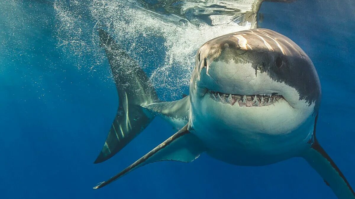 Какую скорость развивает белая акула. Самые опасные акулы для человека. Тигровая акула. Белая акула.