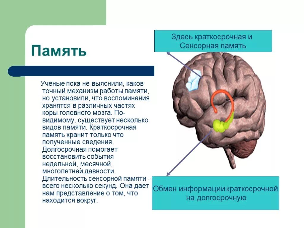 Структуры отвечающие за память. Отдел памяти в мозге. Память в головном мозге. Отделы памяти в головном мозге.
