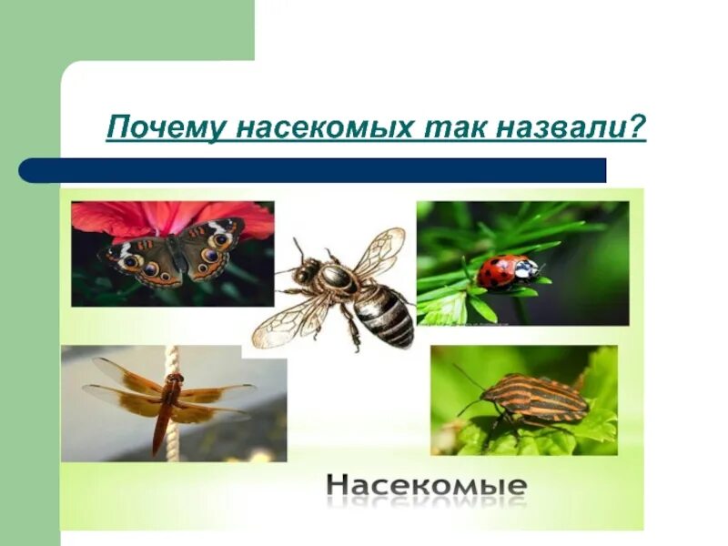 Интересные факты о муравьях. Почему насекомые так называются. Приспособления насекомых. Интересные факты о насекомых для детей. Кто такие насекомые которые все время как котики есть.